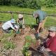 Practical making a forest garden at Applewood