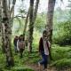 people walking through avenue of birch trees