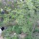 We started our food forest in 2015
