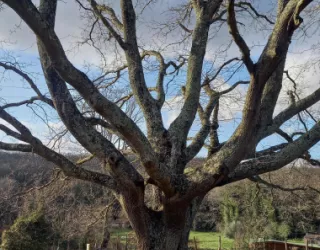 This oak tree was born before Napoleon