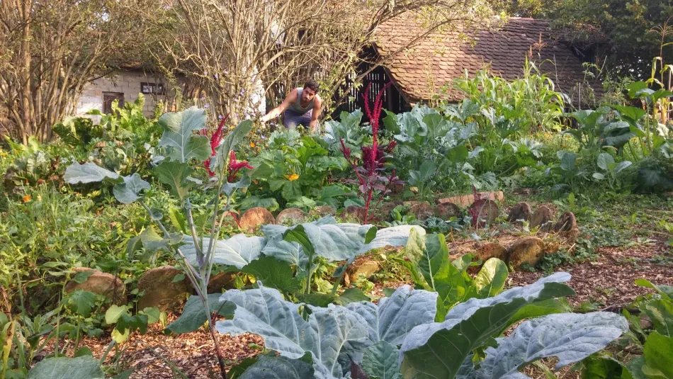 The self sufficient garden
