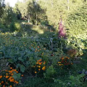 Beyond Buckthorns main permaculture garden