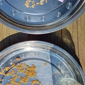 seed saving