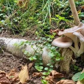 innoculated mushroom logs