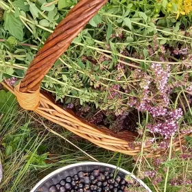 harvest