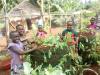 We're actively empowering youths in our community through sustainable agricultural with an aim of fighting hidden hunger and malnutrition in in our societies.